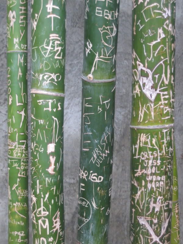 LA Zoo bamboo with graffiti