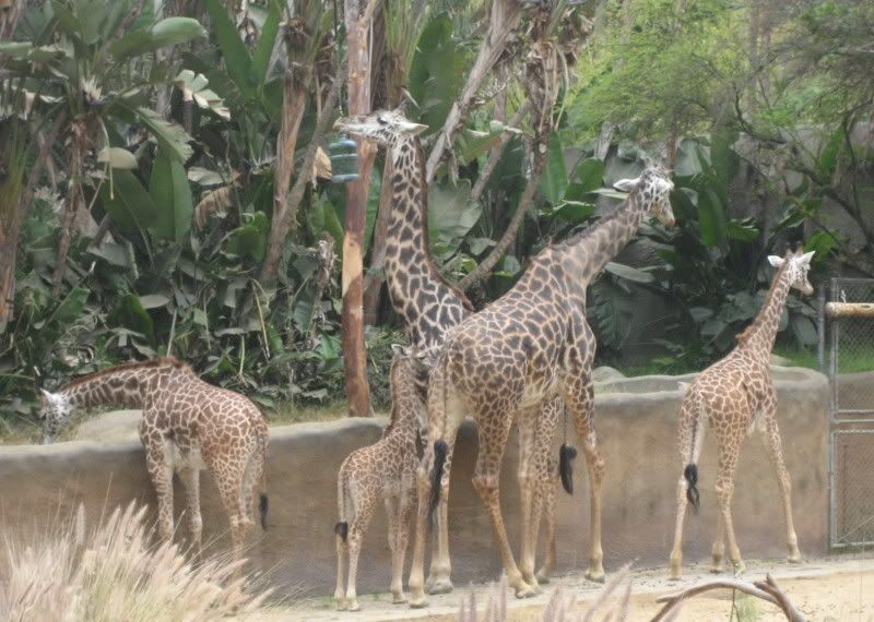 LA Zoo 5 giraffes of varying sizes