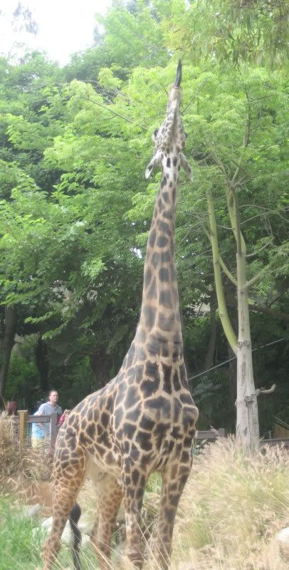 LA Zoo giraffe tongue sticking straight up