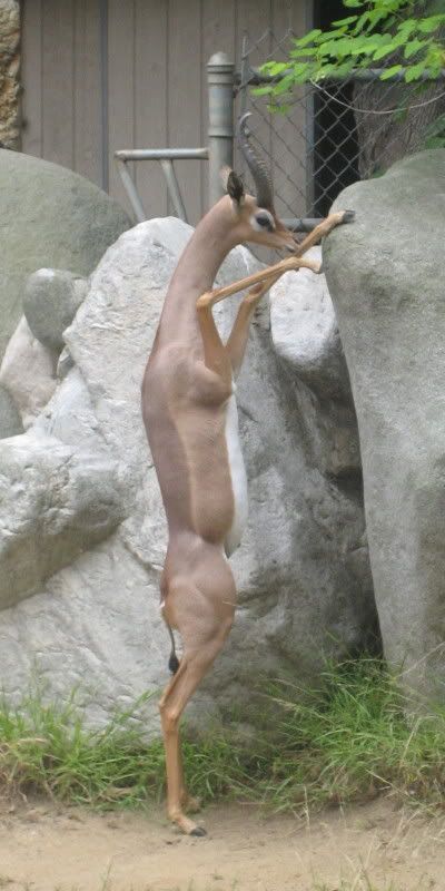 LA Zoo vertical deer like animal propped upright on a rock
