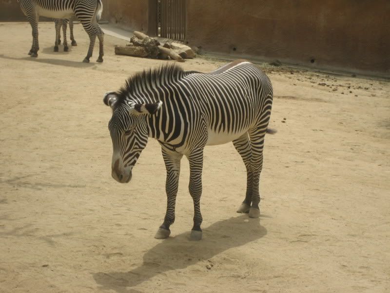LA Zoo mopey zebra