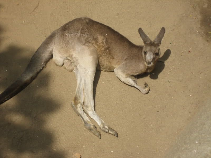 LA Zoo kangaroo airing out his hairy balls