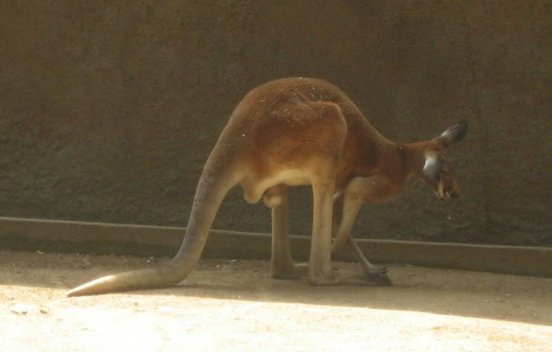 LA Zoo red kangaroo with big dangling balls