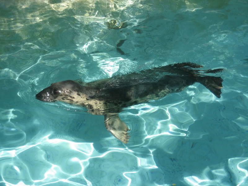 LA Zoo swimming seal with doggie shaped head and big ol eyes