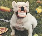 dog_smiling.jpg Smiling Dog image by itsybitsyworld