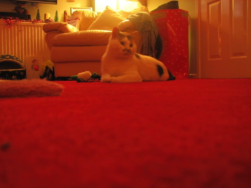 Posted Image