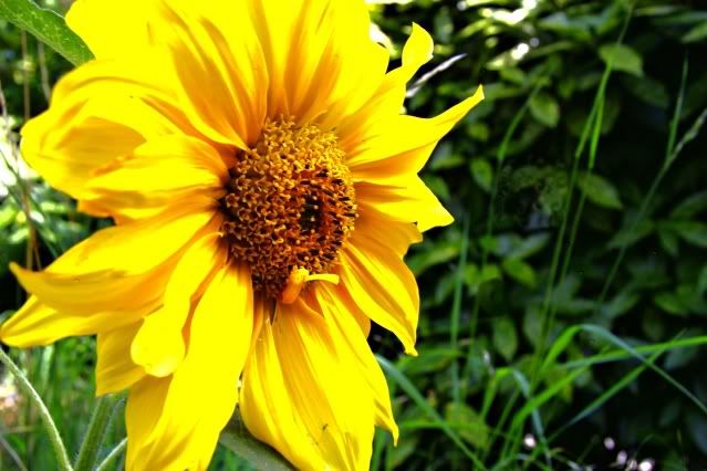 sunflower