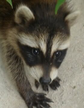 Baby raccoon