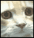Kagamin.gif