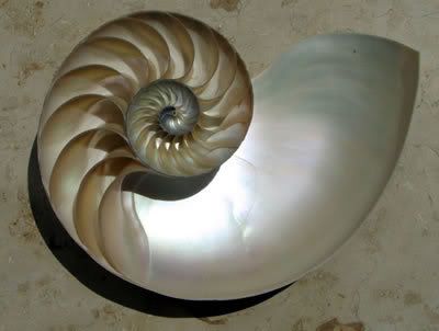 nautilus - fibonacci Pictures, Images and Photos