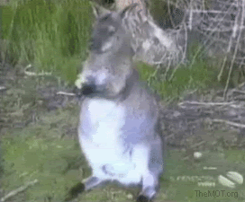 wallaby.gif