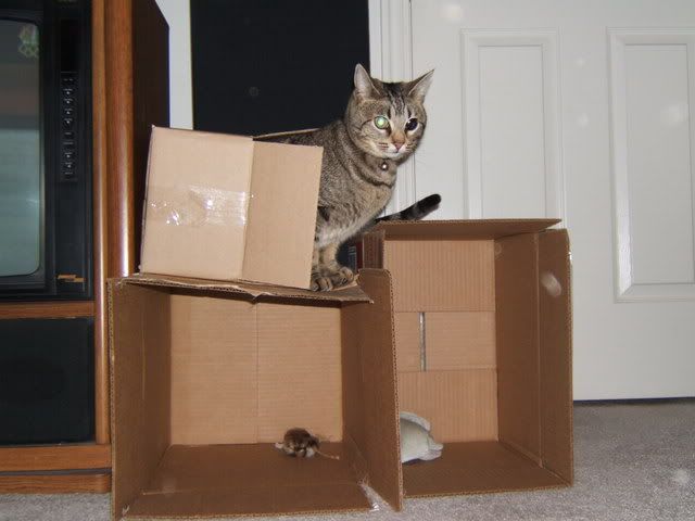 Odin in his box fortress