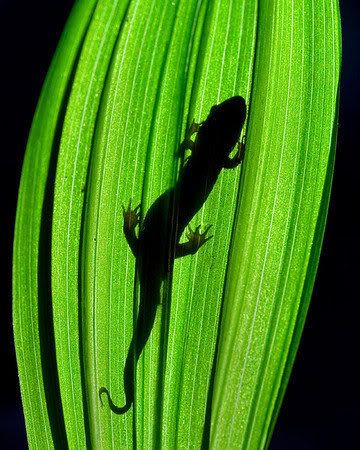 Salamander Silhouette