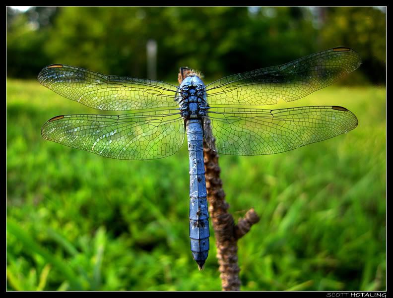 IMAGE: http://i80.photobucket.com/albums/j187/stime187/bluedragonfly_web.jpg