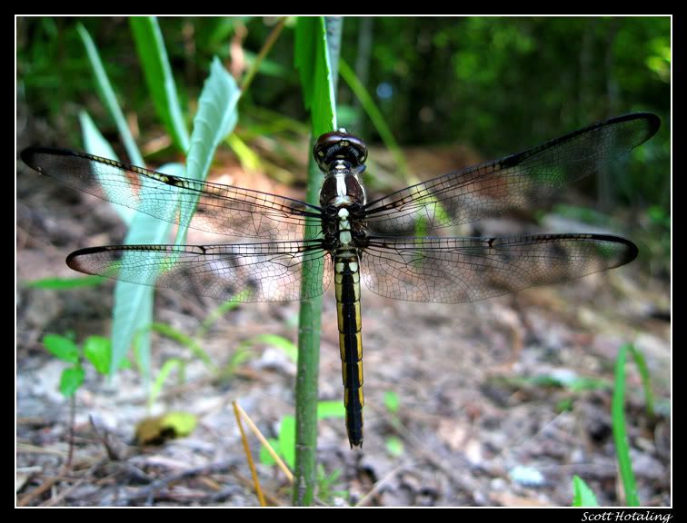 IMAGE: http://i80.photobucket.com/albums/j187/stime187/dragonfly_1_web.jpg