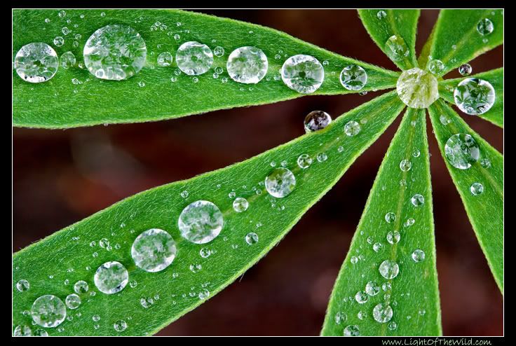 IMAGE: http://i80.photobucket.com/albums/j187/stime187/rain_jewels_3687_web.jpg