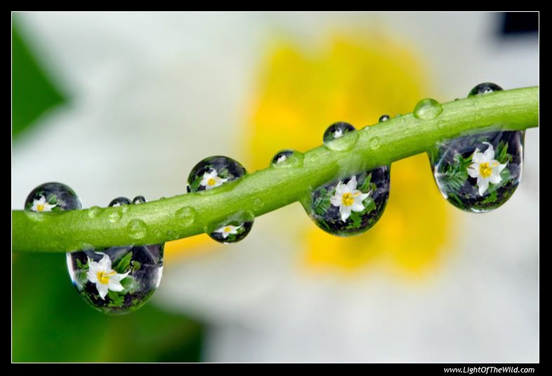 IMAGE: http://i80.photobucket.com/albums/j187/stime187/refracted_lilies_3672_web-1.jpg