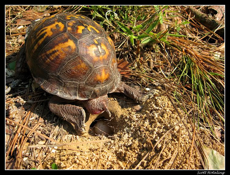 IMAGE: http://i80.photobucket.com/albums/j187/stime187/turtle2_web.jpg