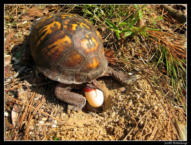 IMAGE: http://i80.photobucket.com/albums/j187/stime187/turtle5_web.jpg