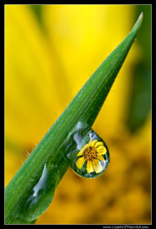 IMAGE: http://i80.photobucket.com/albums/j187/stime187/wild_sunflower_5695_web.jpg