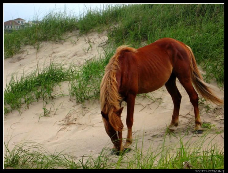 IMAGE: http://i80.photobucket.com/albums/j187/stime187/wildhorse_web.jpg