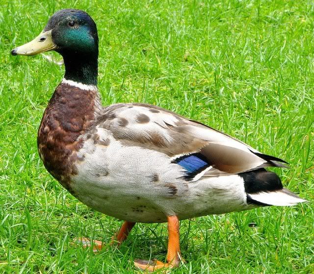 IMAGE: http://i80.photobucket.com/albums/j187/vvilko/518322210_ccb40555e0_o.jpg