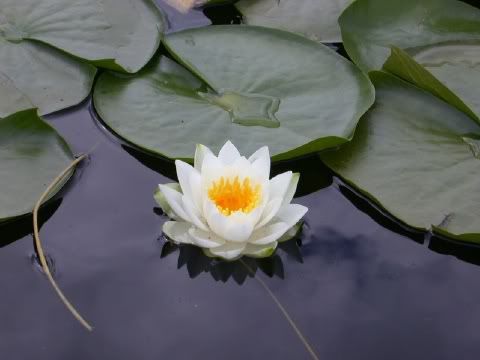 lotus flower Pictures, Images and Photos