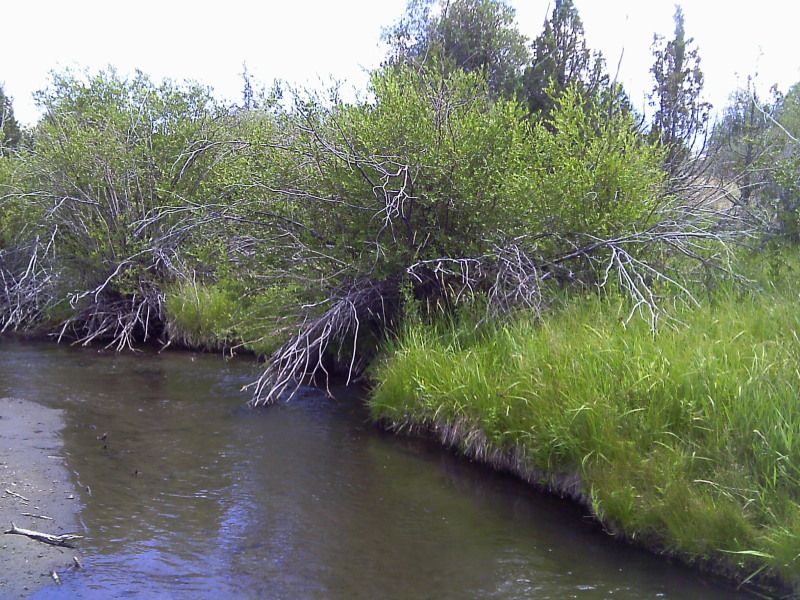 IMAG0234.jpg