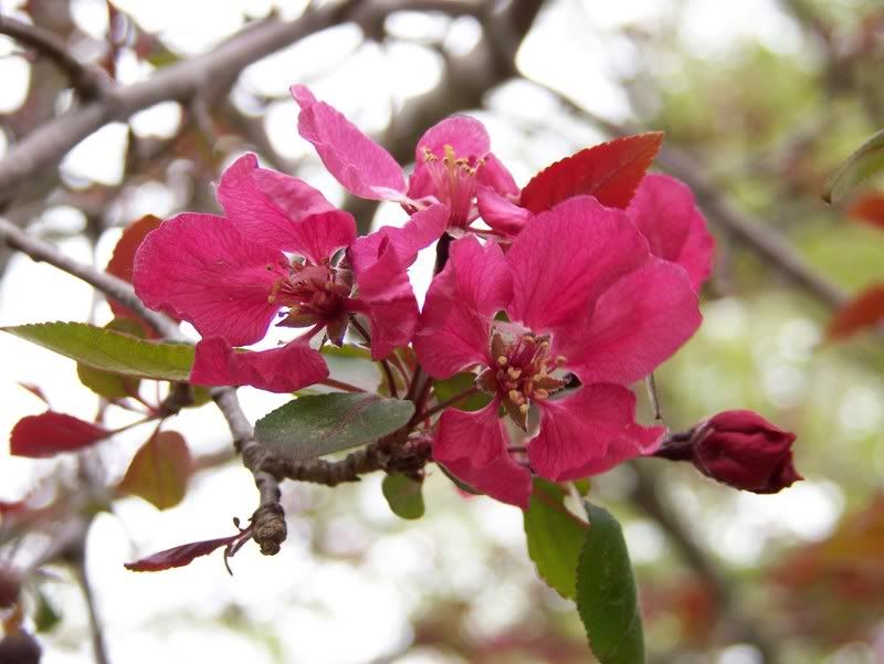 Pink Crabapple tree blossoms