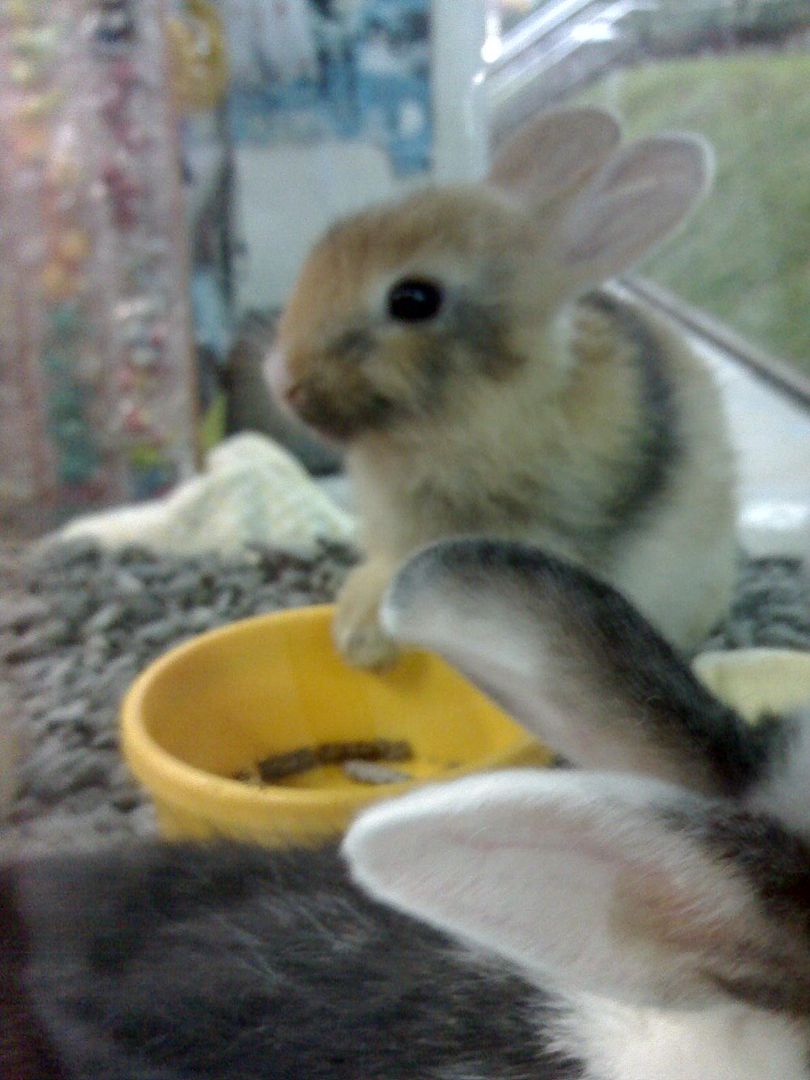 Photobucket - Video and Image Hosting