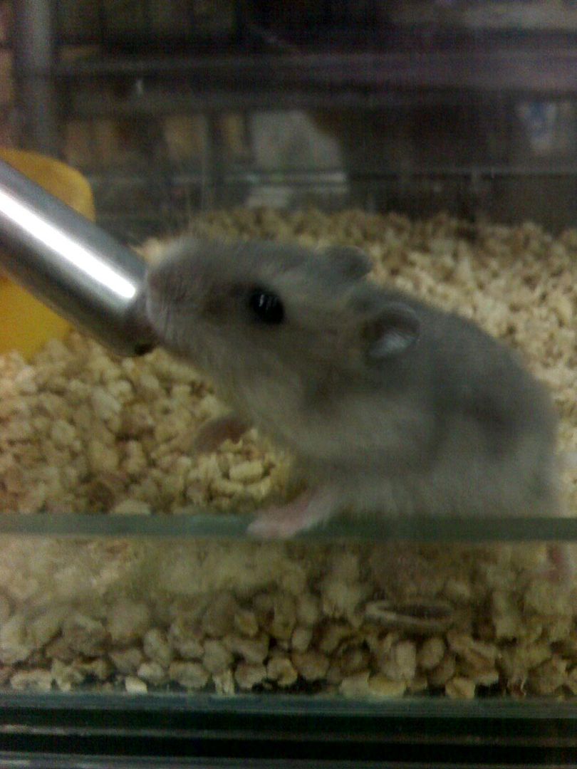 Photobucket - Video and Image Hosting