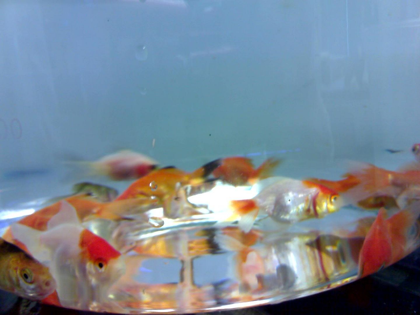 Photobucket - Video and Image Hosting