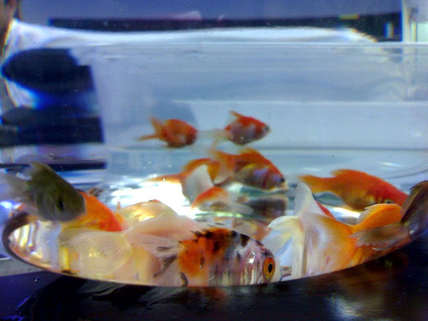 Photobucket - Video and Image Hosting