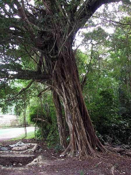 Vines Tree