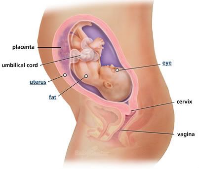 28 weeks