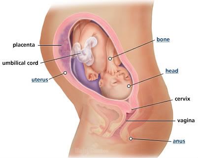 29 weeks
