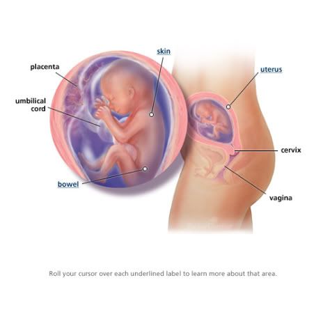 20 weeks