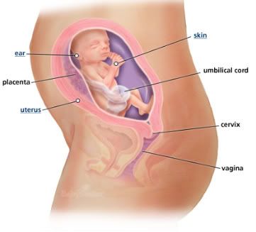 23 weeks