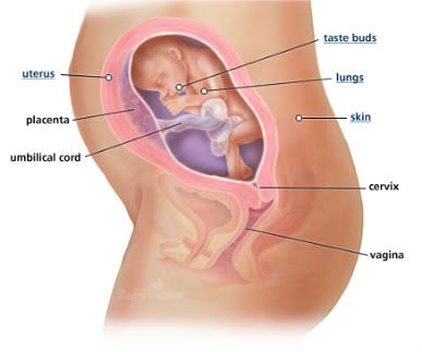 24 week baby