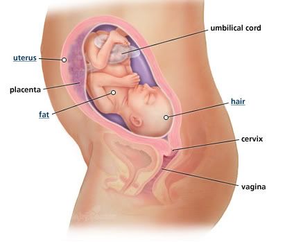 25 weeks