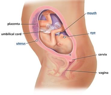 27 weeks