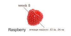 8 weeks
