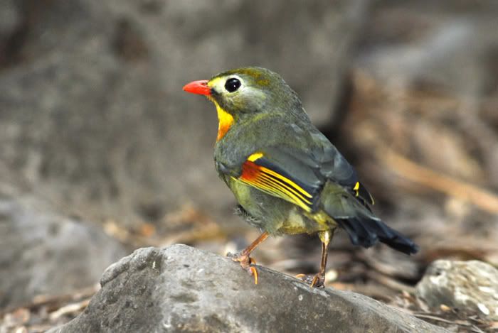 IMAGE: http://i80.photobucket.com/albums/j192/howzitboy/onedpi1000dpi.jpg