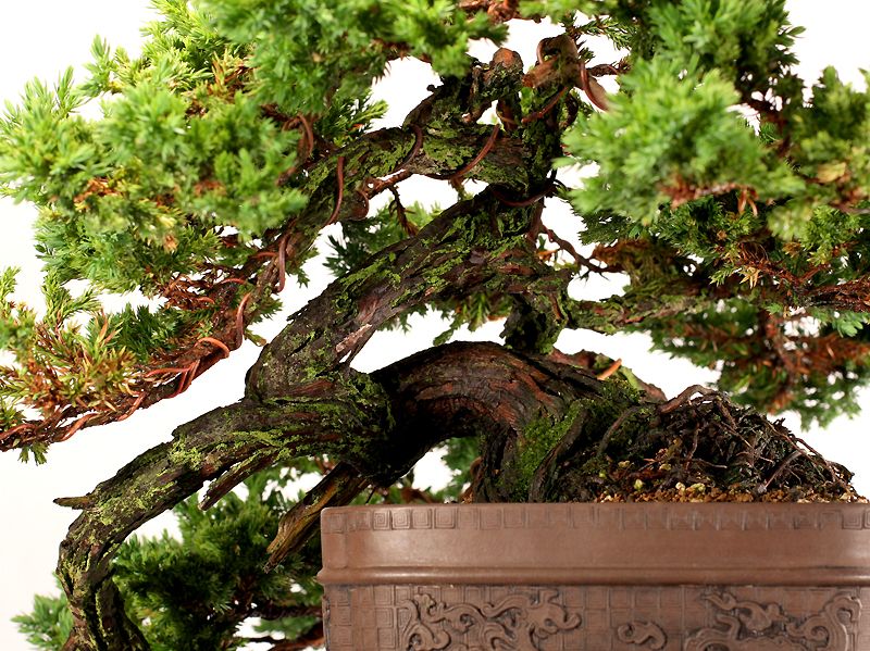 Juniper Procumbens Nana | Bonsai Nut