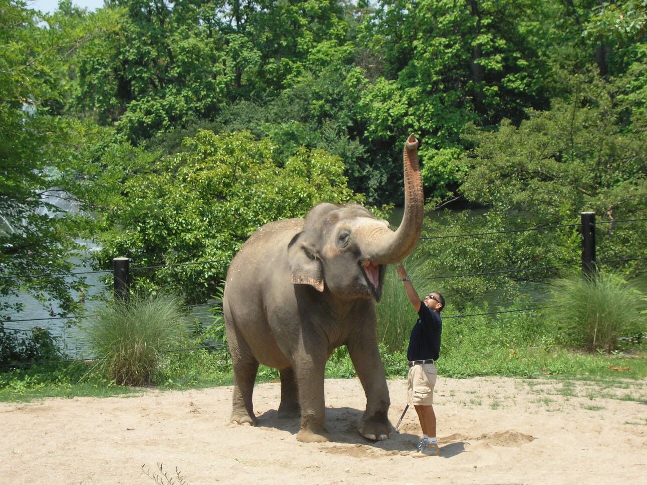 Mai Tai the elephant doin some tricks for us! Pictures, Images and Photos