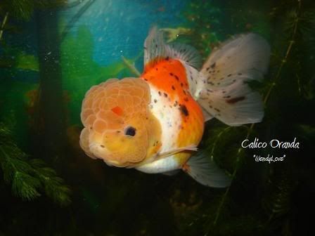 Goldfish Types Pictures