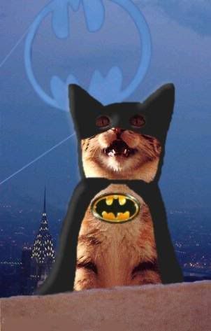 image: Batcat