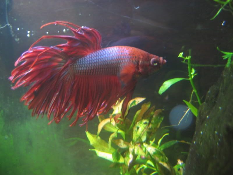 how old are betta fish sold at petsmart