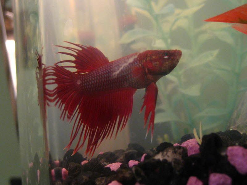 how-old-are-betta-fish-sold-at-petsmart-aquariacentral