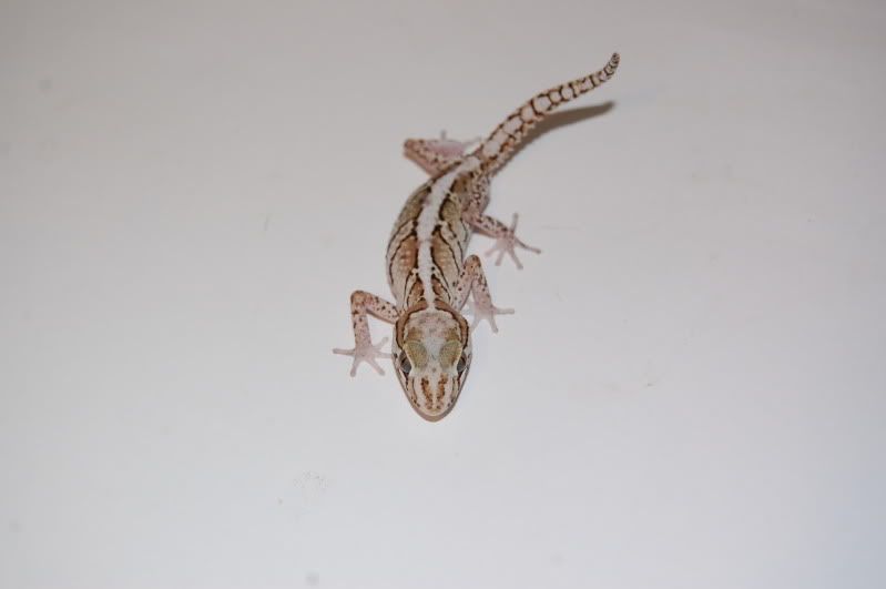 DSC_0448.jpg
